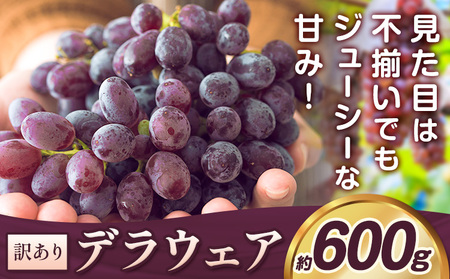 [2026年先行予約]デラウェア ぶどう 訳あり ご家庭用 約600g[2026年7月上旬-8月上旬頃出荷]大阪府 羽曳野市 送料無料 ブドウ 葡萄 フルーツ 果物 羽曳野市産 一大産地 青果 お取り寄せフルーツ