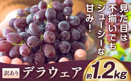 y2026Ns\zfEFA Ԃǂ 󂠂 ƒp 1.2kgs2026N7{-8{oׁt{ Hgs  uhE  t[c ʕ HgsY Yn  񂹃t