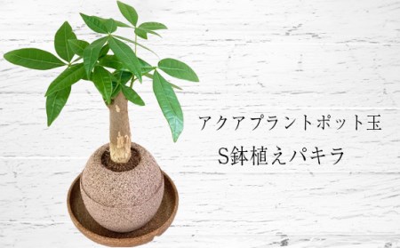 観葉植物 パキラの返礼品 検索結果 | ふるさと納税サイト「ふるなび」