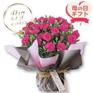 [母の日ギフト]鉢もの 「カーネション7号ピンク」[出荷開始:2025年5/1-5/11お届け 当店おまかせ]母の日カード付き