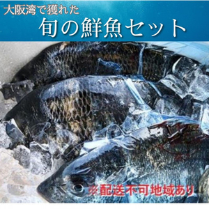 [冷蔵]朝どれ大阪湾で獲れた旬の鮮魚セット 約4kg[配送不可地域:離島・北海道・沖縄県・東北・関東・九州]