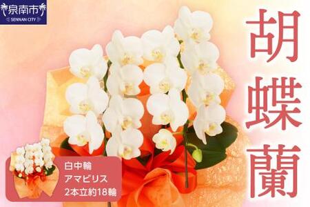 胡蝶蘭 白中輪アマビリス2本立 18輪【008D-001】