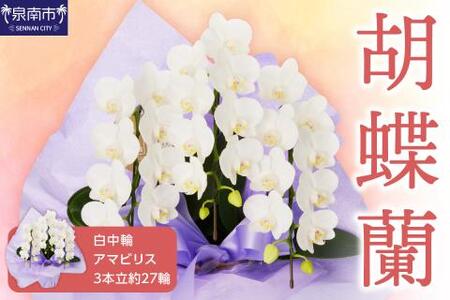胡蝶蘭 白中輪アマビリス3本立 27輪【008D-002】