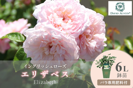 【イングリッシュローズ】デビッド・オースチン エリザベス 6L鉢苗（バラ専用肥料付）【025D-015】