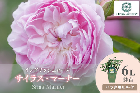 [イングリッシュローズ]デビッド・オースチン サイラス・マーナー6L鉢苗(バラ専用肥料付)[025D-021]