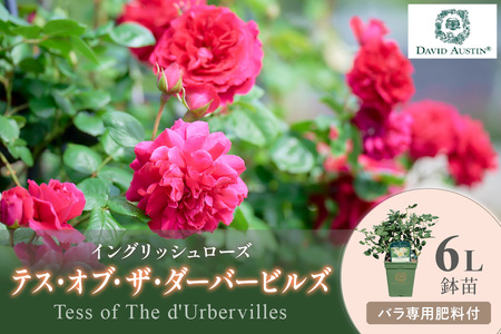 [イングリッシュローズ]デビッド・オースチン テス・オブ・ザ・ダーバービルズ 6L鉢苗(バラ専用肥料付)[025D-023]