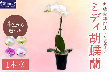 ミディ胡蝶蘭 1本立(鉢無しタイプ)[008D-003]