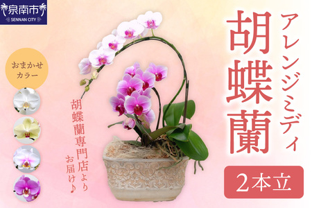 アレンジミディ胡蝶蘭 2本立[008C-008]