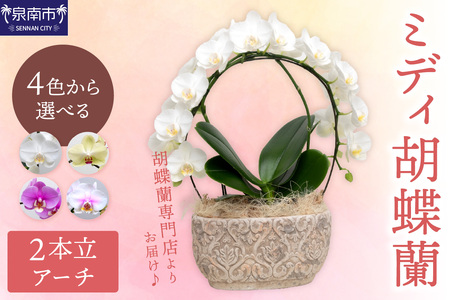 ミディ胡蝶蘭 2本立(アーチ)[008C-009]