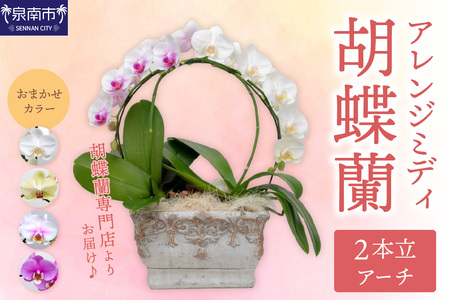 アレンジミディ胡蝶蘭 2本立（アーチ）【配送不可地域：北海道・沖縄・離島】【008C-010】
