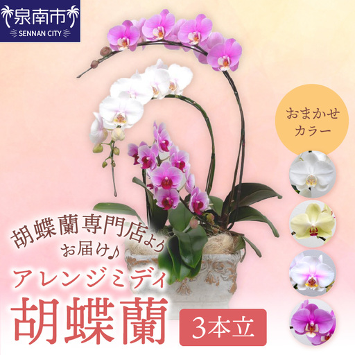 アレンジミディ胡蝶蘭 3本立【008C-012】