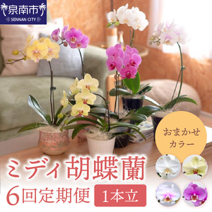 ミディ胡蝶蘭 1本立 1年間 6回定期便[配送不可地域:北海道・沖縄・離島]008B-014]