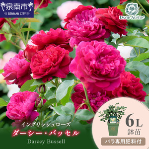 [イングリッシュローズ]デビッド・オースチン ダーシー・バッセル6L鉢苗(バラ専用肥料付)[025D-032]