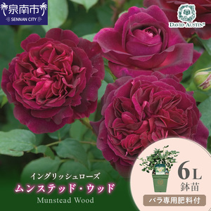 [イングリッシュローズ]デビッド・オースチン ムンステッド・ウッド6L鉢苗(バラ専用肥料付)[025D-035]