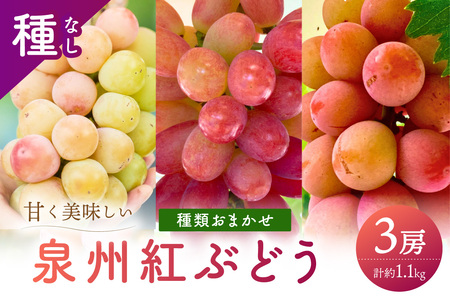 泉州ぶどう 彩りあざやか紅ぶどう 3種セット[065C-005]