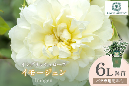 [イングリッシュローズ]デビッド・オースチン イモージェン 6L鉢苗(バラ専用肥料付)[025D-036]