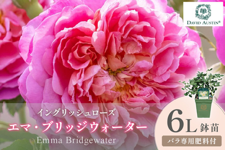 [イングリッシュローズ]デビッド・オースチン エマ・ブリッジウォーター 6L鉢苗(バラ専用肥料付)[025D-037]