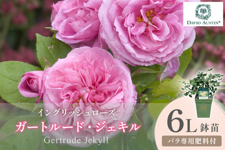 [イングリッシュローズ]デビッド・オースチン ガートルード・ジェキル 6L鉢苗(バラ専用肥料付)[025D-038]