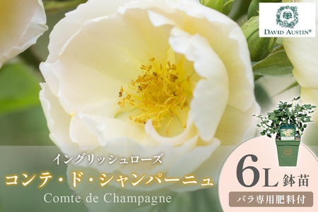 [イングリッシュローズ]デビッド・オースチン コンテ・ド・シャンパーニュ 6L鉢苗(バラ専用肥料付)[025D-039]