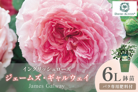 [イングリッシュローズ]デビッド・オースチン ジェームズ・ギャルウェイ 6L鉢苗(バラ専用肥料付)[025D-040]