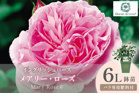 [イングリッシュローズ]デビッド・オースチン メアリー・ローズ 6L鉢苗(バラ専用肥料付)[025D-059]
