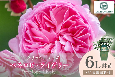 [イングリッシュローズ]デビッド・オースチン ペネロピ・ライヴリー 6L鉢苗(バラ専用肥料付)[025D-058]