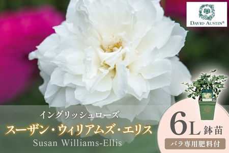 [イングリッシュローズ]デビッド・オースチン スーザン・ウィリアムズ・エリス 6L鉢苗(バラ専用肥料付)[025D-057]