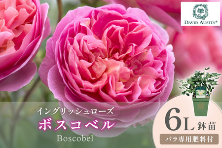 [イングリッシュローズ]デビッド・オースチン ボスコベル 6L鉢苗(バラ専用肥料付)[025D-049]