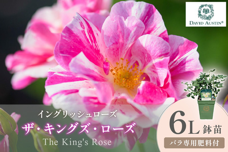 [イングリッシュローズ]デビッド・オースチン ザ・キングズ・ローズ 6L鉢苗(バラ専用肥料付)[025D-054]