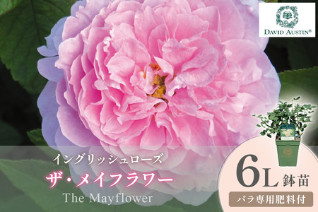 [イングリッシュローズ]デビッド・オースチン ザ・メイフラワー 6L鉢苗(バラ専用肥料付)[025D-055]