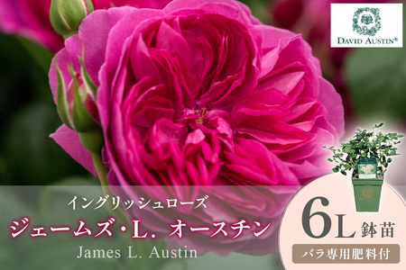 [イングリッシュローズ]デビッド・オースチン ジェームズ・L. オースチン 6L鉢苗(バラ専用肥料付)[025D-056]