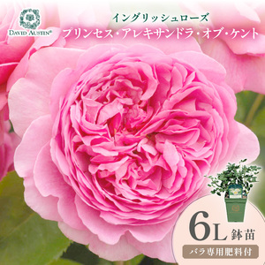 [イングリッシュローズ]デビッド・オースチン プリンセス・アレキサンドラ・オブ・ケント 6L鉢苗(バラ専用肥料付)[025D-048]
