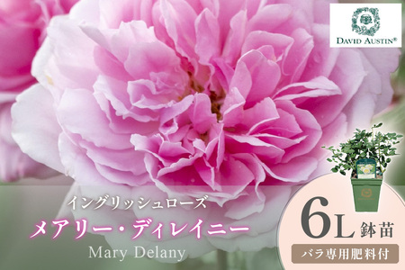 [イングリッシュローズ]デビッド・オースチン メアリー・ディレイニー 6L鉢苗(バラ専用肥料付)[025D-050]