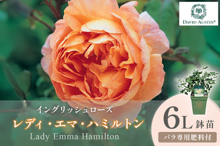 [イングリッシュローズ]デビッド・オースチン レディ・エマ・ハミルトン 6L鉢苗(バラ専用肥料付)[025D-051]