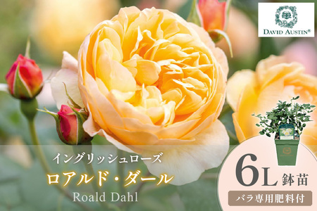[イングリッシュローズ]デビッド・オースチン ロアルド・ダール 6L鉢苗(バラ専用肥料付)[025D-052]