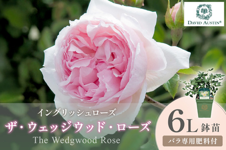 [イングリッシュローズ]デビッド・オースチン ザ・ウェッジウッド・ローズ 6L鉢苗(バラ専用肥料付)[025D-053]