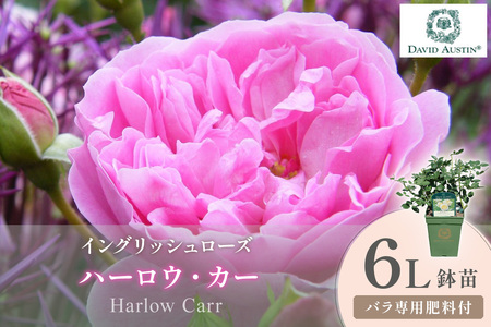 [イングリッシュローズ]デビッド・オースチン ハーロウ・カー 6L鉢苗(バラ専用肥料付)[025D-046]