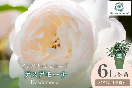 [イングリッシュローズ]デビッド・オースチン デスデモーナ 6L鉢苗(バラ専用肥料付)[025D-045]