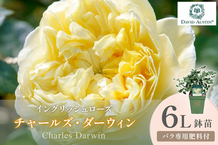 [イングリッシュローズ]デビッド・オースチン チャールズ・ダーウィン 6L鉢苗(バラ専用肥料付)[025D-044]