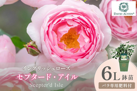 [イングリッシュローズ]デビッド・オースチン セプタード・アイル 6L鉢苗(バラ専用肥料付)[025D-043]