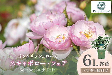 [イングリッシュローズ]デビッド・オースチン スキャボロー・フェア 6L鉢苗(バラ専用肥料付)[025D-042]