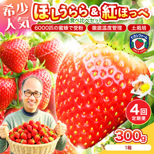 【2027年1月～5月発送予定】【糖度12〜15度の希少品種】いちご  ほしうらら 約300g（約300g×1パック×1箱）4ヶ月定期便【配送不可地域：北海道・沖縄・離島】【121C-003-2027】