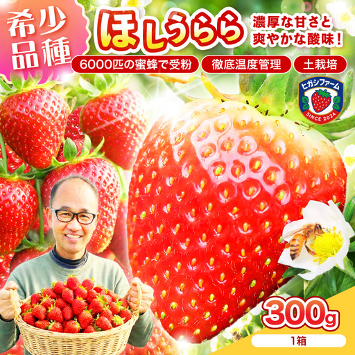 [2027年1月〜5月発送予定][糖度12〜15度の希少品種]いちご ほしうらら 約300g(約300g×1パック×1箱)[配送不可地域:北海道・沖縄・離島][121E-002-2027]