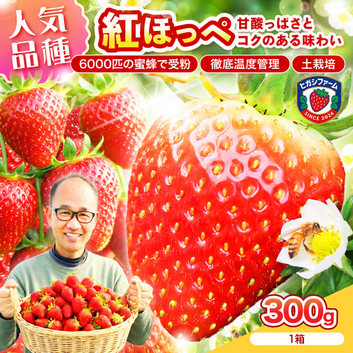 [2027年1月〜5月発送予定][いちご本来の甘酸っぱさを味わう]定番人気 紅ほっぺ 約300g(約300g×1パック×1箱)[配送不可地域:北海道・沖縄・離島][121E-003-2027]