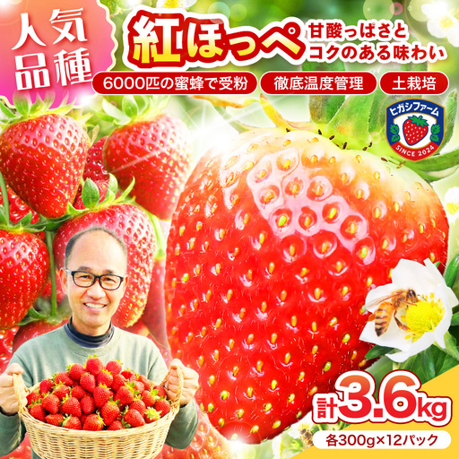 【2027年1月～5月発送予定】【いちご本来の甘酸っぱさを味わう】定番人気 紅ほっぺ 約3.6kg（約300g×2パック×6箱）【配送不可地域：北海道・沖縄・離島】【121B-004-2027】