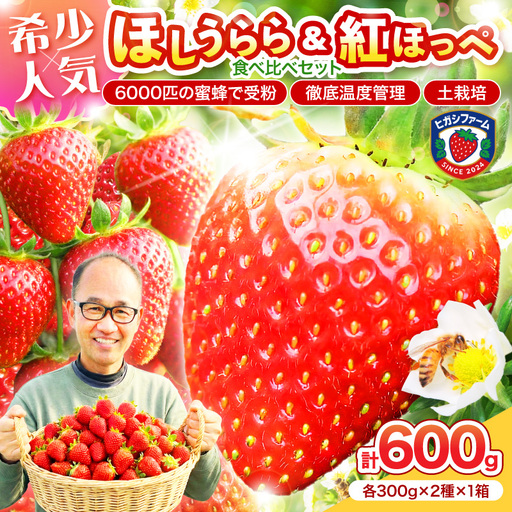 [2027年1月〜5月発送予定]希少品種 ほしうらら と 紅ほっぺ の食べ比べセット 約600g(約300g×2パック×1箱)[配送不可地域:北海道・沖縄・離島][121D-013-2027]
