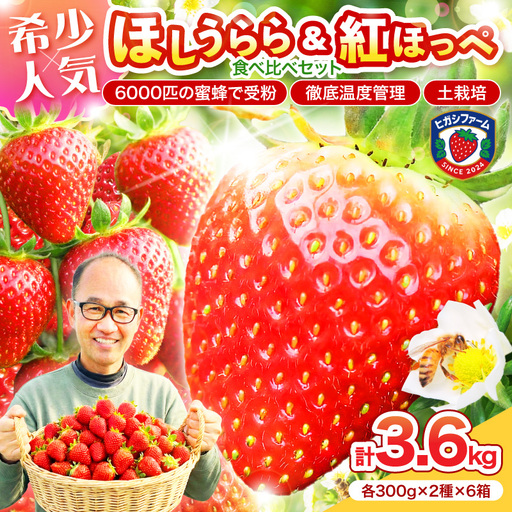 【2027年1月～5月発送予定】希少品種 ほしうらら と 紅ほっぺ の食べ比べセット 約3.6kg（約300g×12パック×6箱）【配送不可地域：北海道・沖縄・離島】【121B-007-2027】