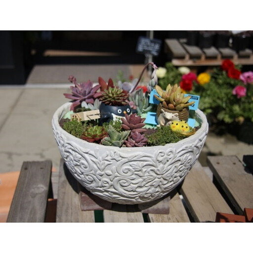 多肉植物の寄せ植え 30cm鉢[005D-008]