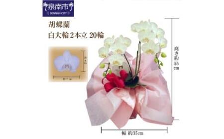 胡蝶蘭 白大輪2本立 20輪[008C-003]