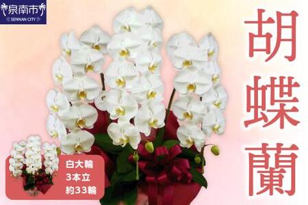 胡蝶蘭 白大輪3本立 33輪【008B-008】